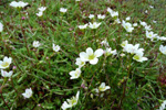 Klettasteinbrot / Saxifraga hypnoides L. Tórshavn.