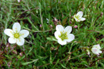 Klettasteinbrot / Saxifraga hypnoides L. Tórshavn.