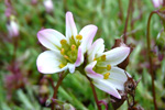 Klettasteinbrot / Saxifraga hypnoides L. Tórshavn.