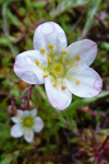 Klettasteinbrot / Saxifraga hypnoides L. Tórshavn.