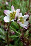 Klettasteinbrot / Saxifraga hypnoides L. Tórshavn.