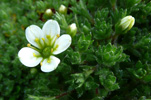 Eyrtúvusteinbrot / Saxifraga rosacea. Tórshavn.