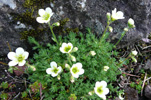 Eyrtúvusteinbrot / Saxifraga rosacea. Tórshavn.