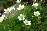 Eyrtúvusteinbrot / Saxifraga rosacea. Tórshavn.