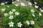 Eyrtúvusteinbrot / Saxifraga rosacea. Tórshavn.