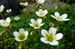 Eyrtúvusteinbrot / Saxifraga rosacea. Tórshavn.