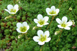 Eyrtúvusteinbrot / Saxifraga rosacea. Tórshavn.