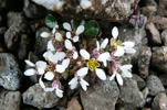 Læknaeirisgras / Cochlearia officinalis