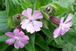 Reydlig bjargablóma / Silene dioica.