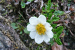 Fjallabrúður / Dryas octopetala