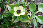 Svensk royðuber / Cornus suecica L. Debessartrøð, Tórshavn.