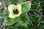 Svensk royðuber / Cornus suecica L. Debessartrøð, Tórshavn.