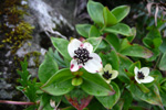 Svensk royðuber / Cornus suecica L. Debessartrøð, Tórshavn.