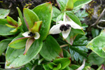 Svensk royðuber / Cornus suecica L. Debessartrøð, Tórshavn.