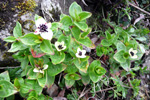 Svensk royðuber / Cornus suecica L. Debessartrøð, Tórshavn.