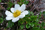 Fjallabrúður / Dryas octopetala