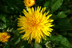 Várhagasólja / Taraxacum vulgare (L.)