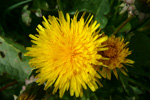 Várhagasólja / Taraxacum vulgare (L.)