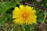 Várhagasólja / Taraxacum vulgare (L.)