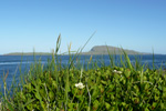 Svensk royðuber / Cornus suecica L. Hoyvík.