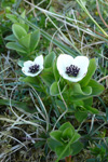 Svensk royðuber / Cornus suecica L. Hoyvík.