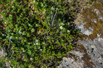 Svensk royðuber / Cornus suecica L. Hoyvík.