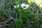 Svensk royðuber / Cornus suecica L. Hoyvík.