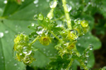 Sjeyskøra / Alchemilla filicaulis