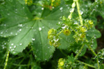 Sjeyskøra / Alchemilla filicaulis