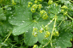 Sjeyskøra / Alchemilla filicaulis