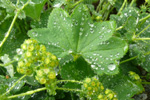 Sjeyskøra / Alchemilla filicaulis