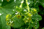 Sjeyskøra / Alchemilla filicaulis