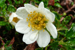 Fjallabrúður / Dryas octopetala