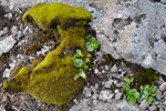 Urtapílur / Salix herbacea, Sornfelli 22.06.2010 