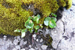 Urtapílur / Salix herbacea, Sornfelli 22.06.2010 