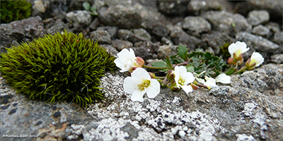 Klettaskriðublóma / Cardaminopsis petraea