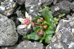 Stjørnusteinbrot / Saxifraga stellaris