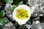 Snjósólja / Ranunculus glacialis