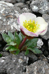 Snjósólja / Ranunculus glacialis