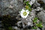 Stórblømt høsnagras / Cerastium arcticum. Sornfelli.