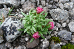 Mjátt sjógras / Armeria maritima. Sornfelli