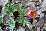 Snjósólja / Ranunculus glacialis