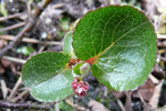 Urtapílur / Salix herbacea