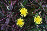 Reyð várhagasólja / Taraxacum rubifolium Rasmussen