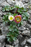 Snjósólja / Ranunculus glacialis