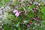 Leggstutt túvublóma / Silene acaulis L. (Jacq.)