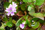 Garðalisa / Claytonia sibirica L.