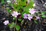 Garðalisa / Claytonia sibirica L.