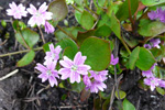 Garðalisa / Claytonia sibirica L.