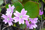 Garðalisa / Claytonia sibirica L.